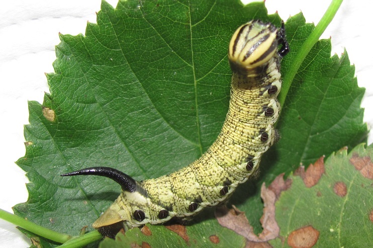 Bruco di Agrius convolvuli (Sphingidae)